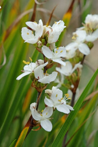 Libertia Grandiflora
